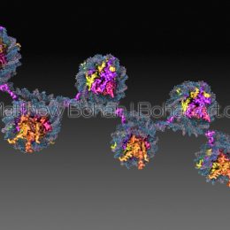 Nucleosomes Wrapping DNA (Lightwave3d and Blender) images available for licensing