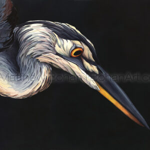 Great Blue Heron Portrait on Black (Transparent Watercolor on Arches 140lb HP Paper 18 x 24 in) NFS
