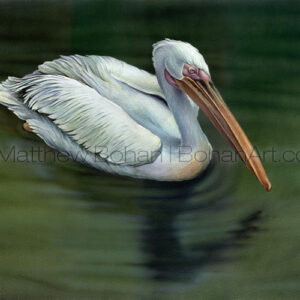 White Pelican (Transparent Watercolor on W&N 140lb HP Paper 18 x 24 in) Original Available