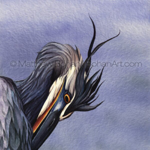 Preening Great Blue Heron (Transparent Watercolor on Arches 140lb NCP Paper about 10 x 14 in) Private Collection