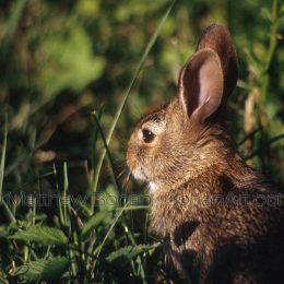 Eastern Cotton-tailed Rabbit
