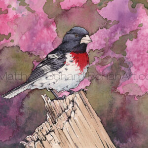 Rose-breasted Grosbeak on Stump (Transparent Watercolor & Ink on Arches 140lb HP Paper about 8 x 10 in) Original Available