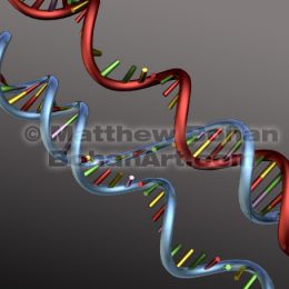 RNA Synthesis Semiconservative DNA Replication (Lightwave3d) images available for licensing