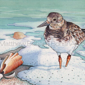 Ruddy Turnstone (Transparent Watercolor & Ink on Arches 140lb HP Paper 5.5 x 7.25 in) Original Available