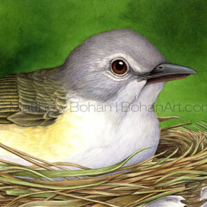 American Redstart on Nest (Transparent Watercolor on 140lb HP Paper 6 x 8 in) Original Available