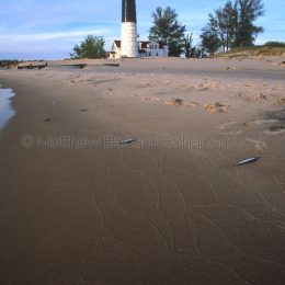 Big Sable Lighthouse and Alewife, MI