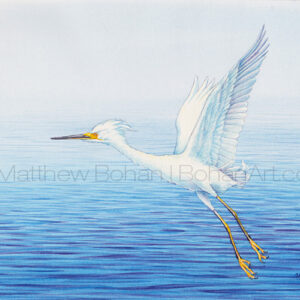 Snowy Egret (Transparent Watercolor on 140lb HP Paper 8 x 10 in) Original Available