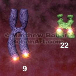Philadelphia Chromosome Translocation from Chronic Mylogenous Leukemia Animations (Lightwave 3d (Animations and stills available for license)