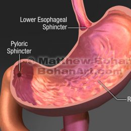 Sphincters of the Stomach (Lightwave 3d & Photoshop)  image available for license