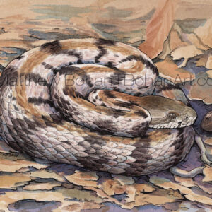 Medium Timber Rattler (Transparent Watercolor & Ink on Arches 140lb HP Paper 5 x 7 in) Original Available