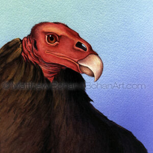 Turkey Vulture (Transparent Watercolor on W&N 140lb NCP Paper 8 x 8 in)