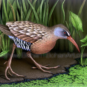 Virginia Rail (Transparent Watercolor on W&N 140lb NCP Paper 10 x 14 in) Original Available