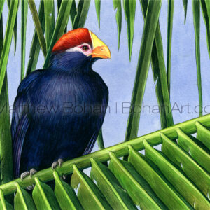 Voilaceous Touraco  (Transparent Watercolor on W&N 140lb NCP Paper 10 x 14 in) Original Available