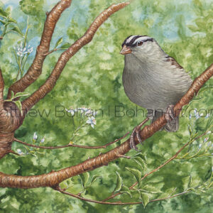 White-crowned Sparrow (Transparent Watercolor on 140lb HP Paper about 7 x 11 in) Original Available