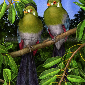 White-faced Touraco (Transparent Watercolor on W&N 140lb NCP Paper 10 x 14 in) Prints are available <a href="https://www.etsy.com/listing/176198230/print-of-white-cheeked-turacos?ref=shop_home_active_18">here.</a> 