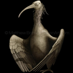 Waldrapp – Northern Bald Ibis (Transparent Watercolor on Arches 140lb HP Paper 18 x 24 in) Original Available