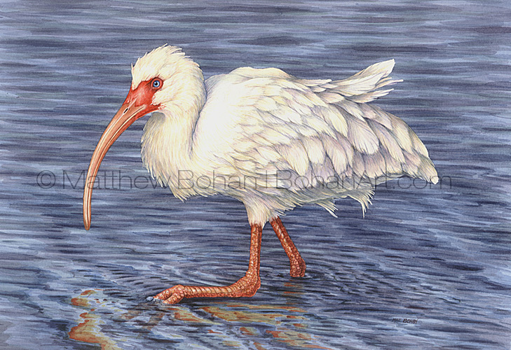 Wading White Ibis (Transparent Watercolor on 140lb HP Paper about 8 x 10 in) Original Available