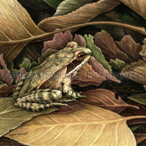 Wood Frog in Leaf Litter (Transparent Watercolor on 140lb HP Paper 5 x 7 in) Prints are available <a href="https://www.etsy.com/listing/87534257/matted-wood-frog-print-from-original?ref=shop_home_active_19">here.</a> 