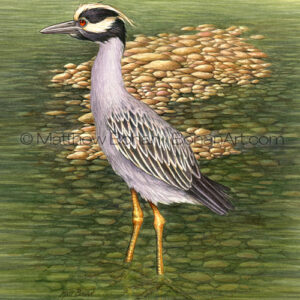 Yellow-crowned Night Heron (Transparent Watercolor about 8x10 inches) Original Available