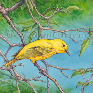 Yellow Warbler (Transparent Watercolor & Ink on Arches 140lb HP Paper 7.5 x 11 in) Original Available