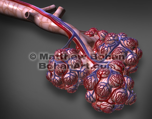 Alveoli and Capillaries (images available for licensing)