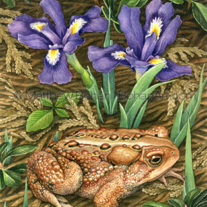 American Toad and Dwarf Lake Iris (Transparent Watercolor on W&N 140lb NCP Paper about 10 x 7 in)