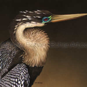 Anhinga (Transparent Watercolor on W&N 140lb NCP Paper 10 x 14 in)