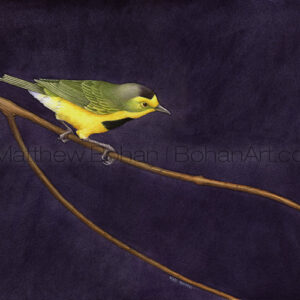 Bachman's Warbler (Transparent Watercolor on W&N 140lb NCP Paper 10 x 14 in)