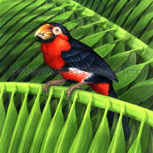 Bearded Barbet (Transparent Watercolor on 140lb HP Paper about 7.5 x 10 in)