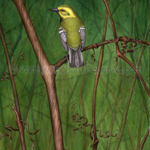 Black-throated Green Warbler (Transparent Watercolor on W&N 140lb NCP Paper 10 x 14 in) Original painting is available <a href="https://www.etsy.com/listing/85566411/original-watercolor-painting-of-black?ref=shop_home_active_7">here.</a> 