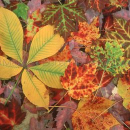Maple/Buckeye Leaf Litter