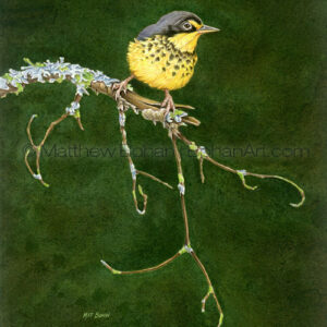 Canada Warbler (Transparent Watercolor on 140lb HP Paper 8 x 10 in) Original painting is available <a href="https://www.etsy.com/listing/85578425/original-watercolor-painting-of-canada?ref=shop_home_active_32">here.</a> 
