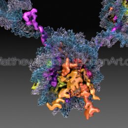 Nucleosomes Wrapping DNA (Lightwave3d and Blender) images available for licensing