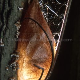 Cecropia Moth Cocoon