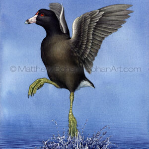 American Coot (Transparent Watercolor on W&N 140lb NCP Paper 10 x 14 in) Original painting is available <a href="https://www.etsy.com/listing/85578981/original-watercolor-painting-of-american?ref=shop_home_active_31">here.</a> 
