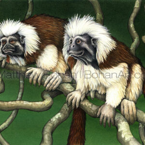 Cotton-topped Tamarins (Transparent Watercolor on W&N 140lb NCP Paper 10 x 14 in) Original Available