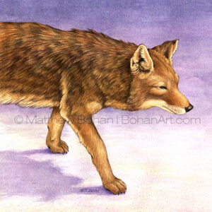 Coyote (Transparent Watercolor on 140lb HP Paper 9.25 x 9.25 in) Original painting is available <a href="https://www.etsy.com/listing/85565838/watercolor-painting-watercolor-original?ref=shop_home_active_8">here.</a> 
