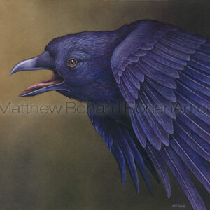 American Crow (Transparent Watercolor on Arches 140lb HP Paper 18 x 24 in) Original Available 