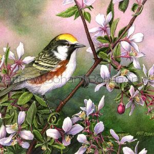 Chestnut-sided Warbler on Crab Apple (Transparent Watercolor on 140lb HP Paper 7.5 x 10 in)