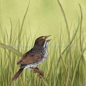 Dusky Seaside Sparrow (Transparent Watercolor on W&N 140lb NCP Paper 10 x 14 in) NFS