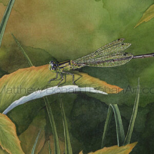 Male Eastern Forktail Damselfly (Transparent Watercolor on 140lb HP Paper 5 x 7 in) Original painting is available <a href="https://www.etsy.com/listing/80634074/original-watercolor-painting-of-eastern?ref=shop_home_active_13">here.</a> 
Prints are available <a href="https://www.etsy.com/listing/87529841/matted-print-of-eastern-forktail?ref=shop_home_active_25">here.</a> 
