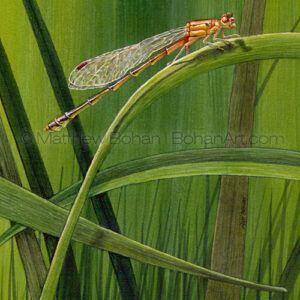 Female Eastern Forktail Damselfly (Transparent Watercolor on 140lb HP Paper 5 x 7 in) Original painting is available <a href="https://www.etsy.com/listing/80656549/original-watercolor-painting-female?ref=shop_home_active_11">here.</a>  Prints are also available <a href="https://www.etsy.com/listing/80778107/matted-print-of-female-forktail?ref=shop_home_active_10">here.</a> 