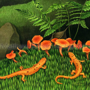Red Efts and Smooth Chanterelles (Transparent Watercolor on 140lb HP Paper about 8 x 10 in) 
