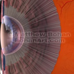 Ciliary Body and Lens of Eye (Lightwave 3d)