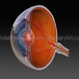 Eye Cross Section (Lightwave 3d) images and animation available for licensing