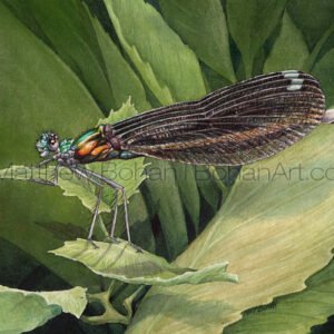 Female Ebony Jewelwing Damselfly (Transparent Watercolor on 140lb HP Paper 5 x 7 in) Original painting is available <a href="https://www.etsy.com/listing/80645912/original-watercolor-painting-of?ref=shop_home_active_40">here.</a> 
Prints are available <a href="https://www.etsy.com/listing/87531565/matted-print-of-ebony-jewelwing?ref=shop_home_active_22">here.</a> 