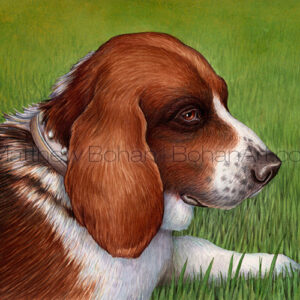 Basset Hound (Transparent Watercolor on 140lb HP Paper 8 x 10 in) Private Collection