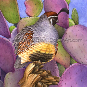 Gambel's Quail and Santa Rita Prickly Pear (Transparent Watercolor on W&N 140lb NCP Paper 10 x 14 in) Prints are available <a href="https://www.etsy.com/listing/259926263/print-of-gambels-quail-prickly-pear?ref=shop_home_active_46">here.</a> 