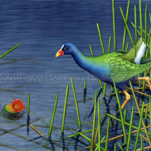 Purple Gallinule (Transparent Watercolor on Arches 140lb HP Paper 18 x 24 in) Original available