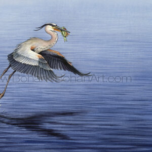 Great Blue Heron in Flight (Transparent Watercolor on Arches 140lb HP Paper crop from 18 x 24 in) Private Collection